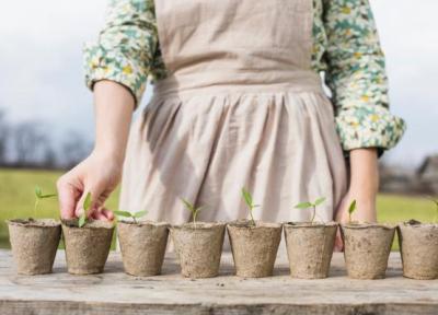 آموزش کاشت سبزی خوردن در خانه ؛ خاک مناسب برای کاشت نعناع و ریحان در گلدان