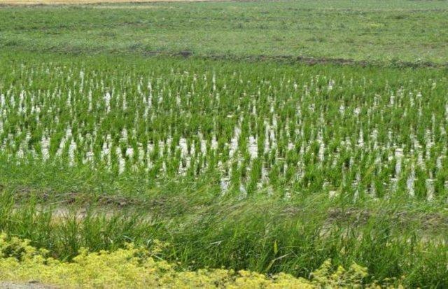 افزایش بهره مندی از آب باران برای فراوری برنج ارزان تر در گیلان