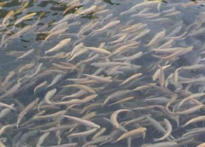 رهاسازی 177 میلیون قطعه بچه ماهی استخوانی در رودخانه های گیلان