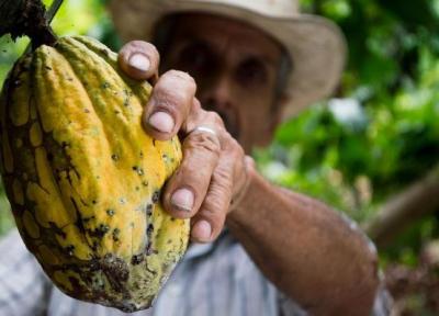 آشنایی با تاریخچه کاکائو در مکزیک