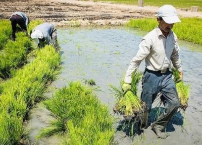 برداشت بیش از 300تُن برنج از اراضی ایرانشهر