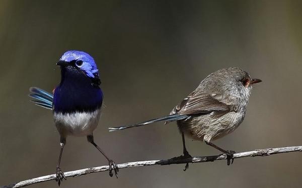 پرنده ها به علت خیانت از هم طلاق می گیرند!