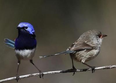 پرنده ها به علت خیانت از هم طلاق می گیرند!