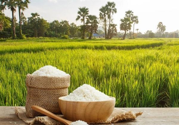 ممنوعیت واردات برنج لغو نشده، کشاورزان نگران نباشند