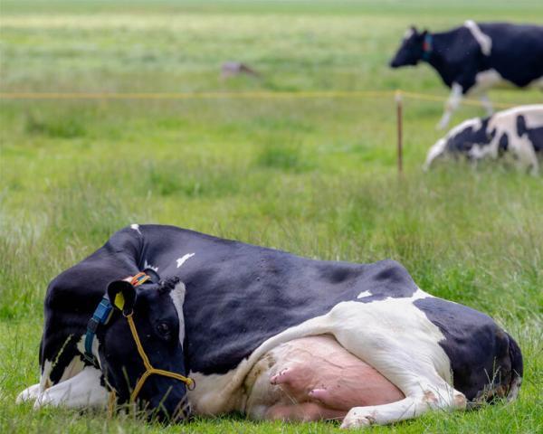 گاوی که شیر کم چرب فراوری می نماید!، عکس